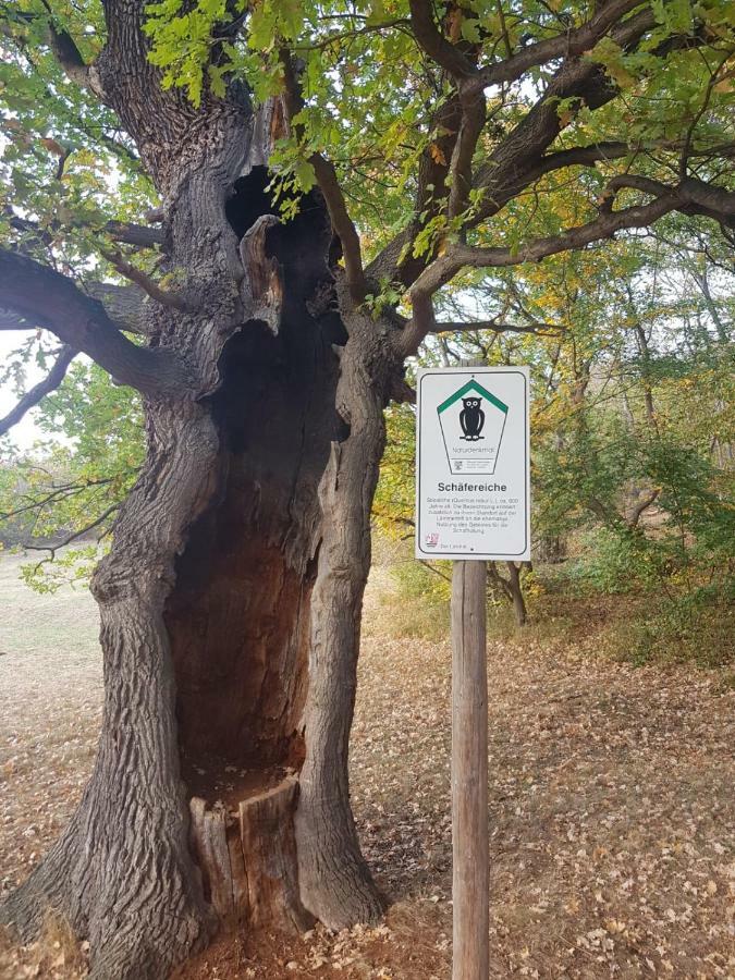 Villa Windschief Thale Exteriör bild